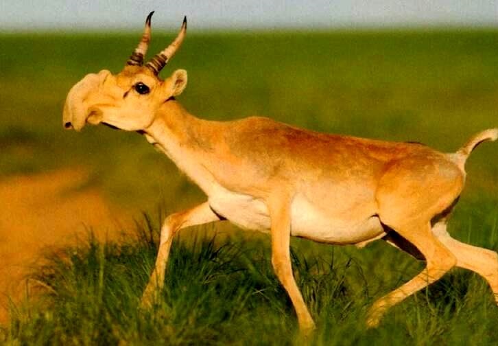 عجیب ترین بینی در جهان