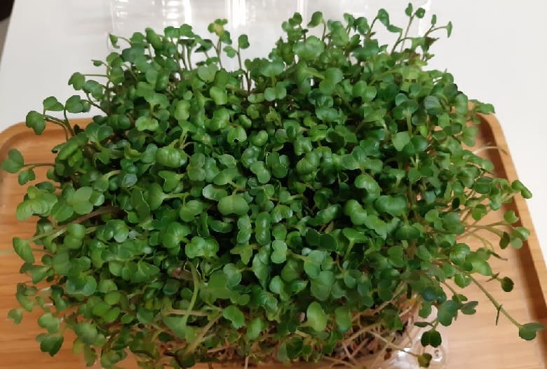 سبزه عید میکروگرین خوب در خانه سبز کنیم