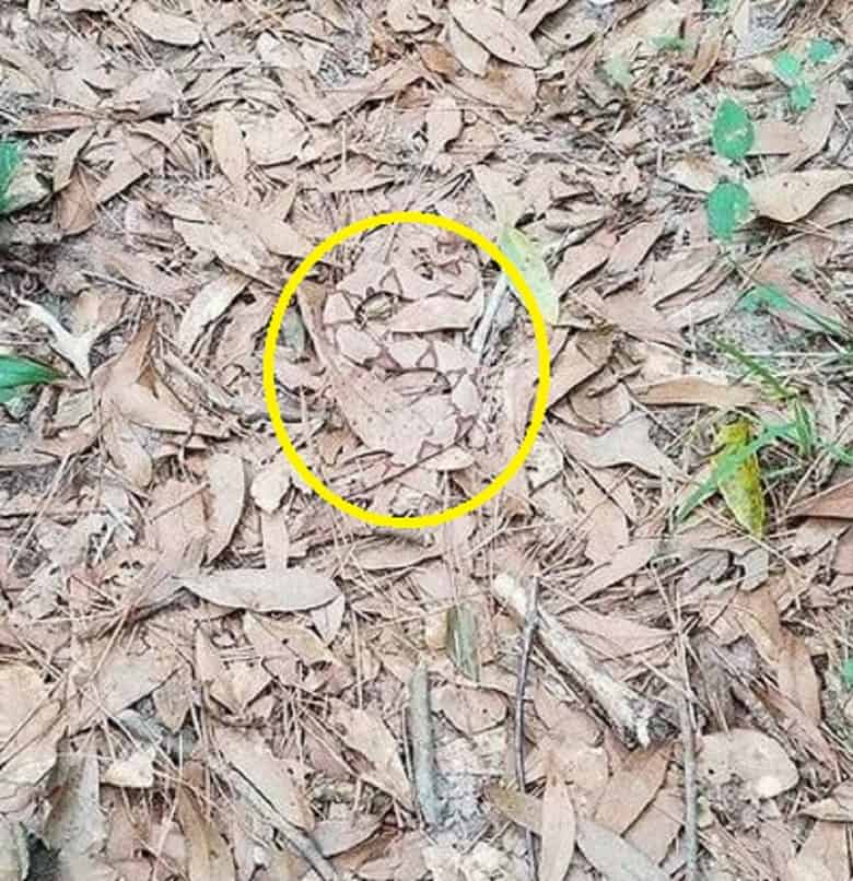 مار را در این تصویر پیدا کرده اید.