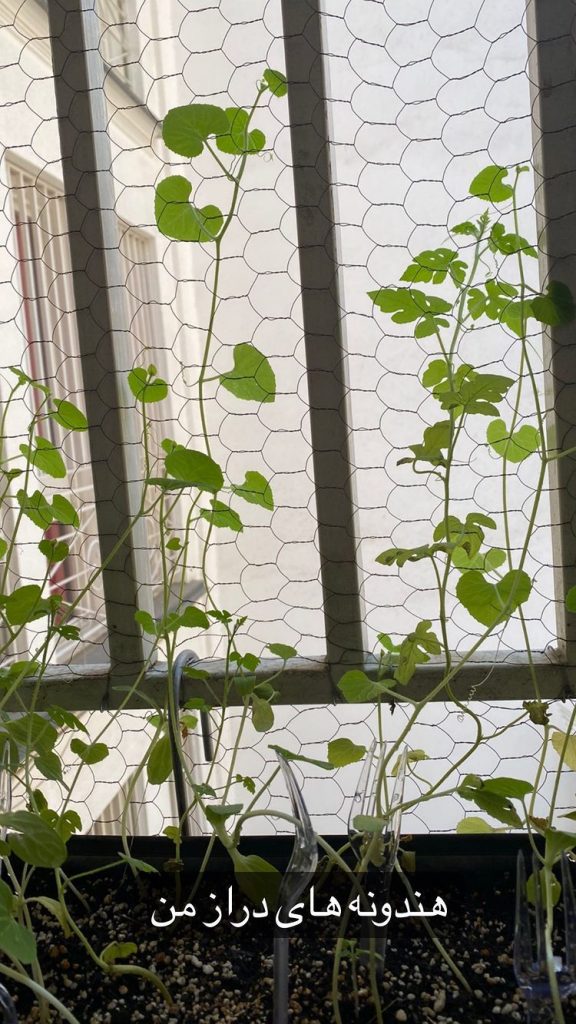  سرگرمی جالب مهراب قاسم خانی بعد از طلاق شقایق دهقان!