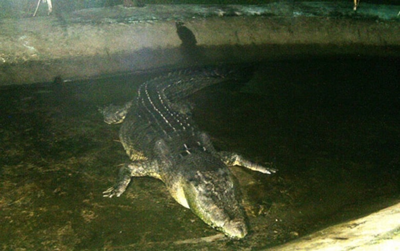 لولونگ بزرگترین تمساح جهان رکورددار گینس است.