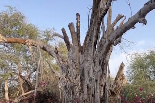 عصبانیت طناز طباطبایی از خشک شدن درخت 500 ساله + عکس