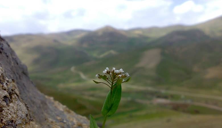 کوه سنجاق