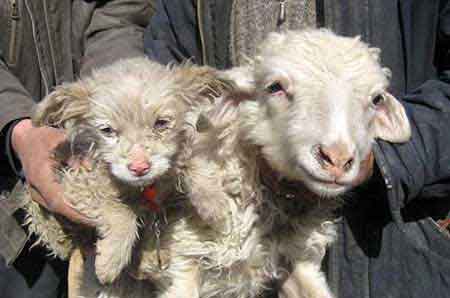 the-sheep-puppies-born-vrdks